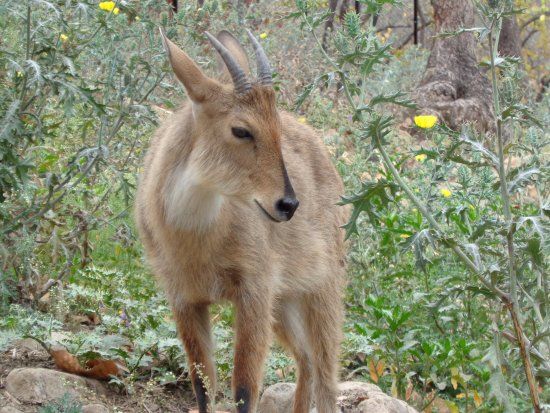 Dehradun Zoo